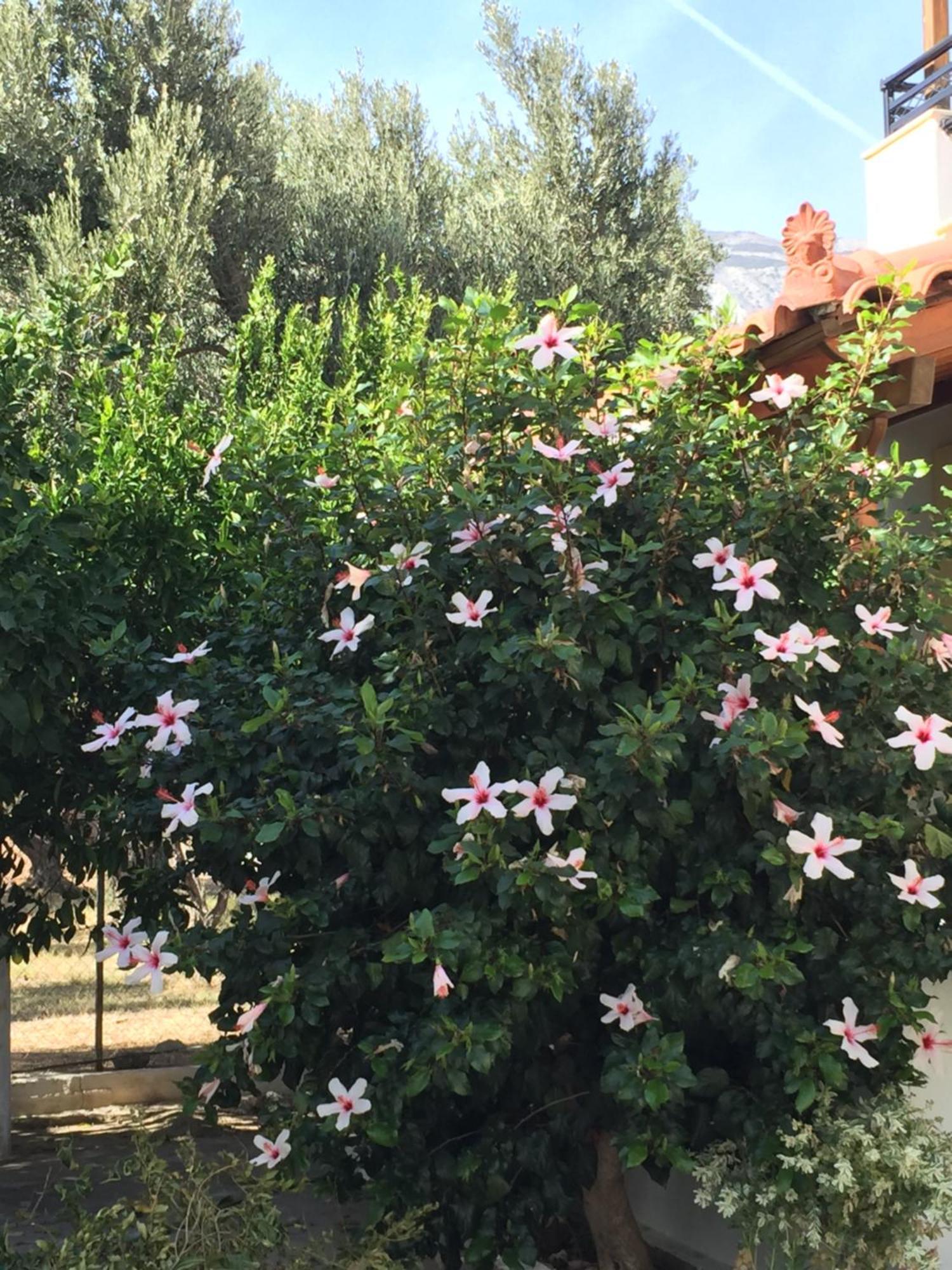 Livanina Apartments Kampos Marathokampou Dış mekan fotoğraf