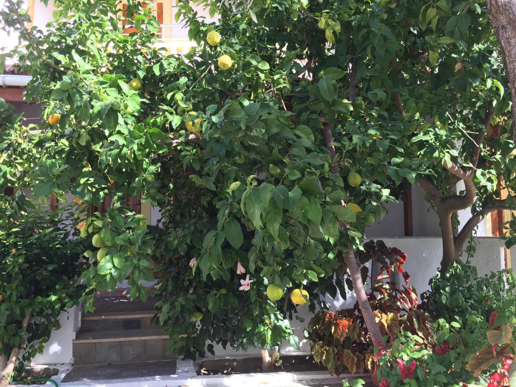 Livanina Apartments Kampos Marathokampou Dış mekan fotoğraf