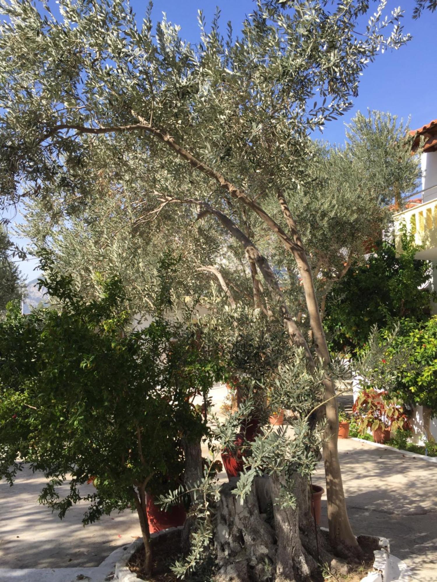 Livanina Apartments Kampos Marathokampou Dış mekan fotoğraf